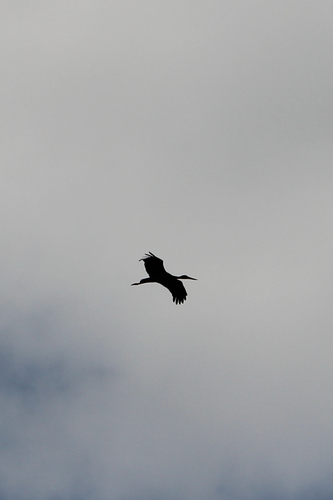 iNaturalist image