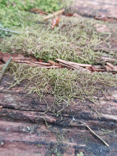 Rustwort