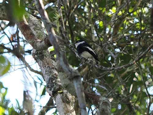 iNaturalist image