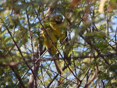 Eupsittula cactorum