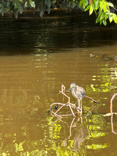 iNaturalist image
