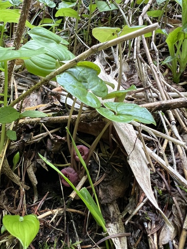 Asarum heterotropoides iNat (3)