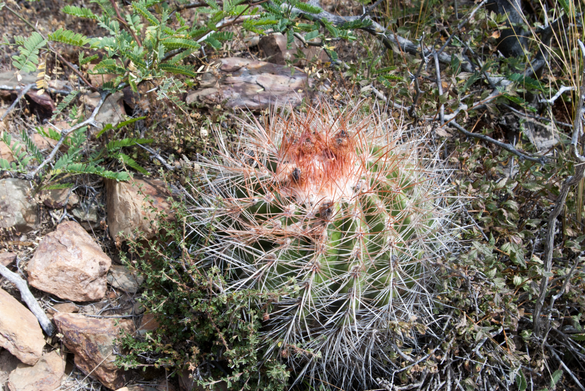 Parodia otaviana