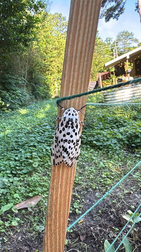 Giant Leopard Moth