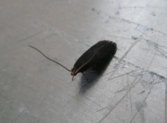 Lecithocera micromela