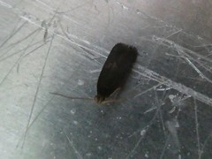 Lecithocera micromela