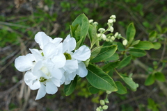 Exochorda