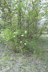 Exochorda