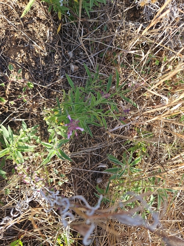 Syncolostemon canescens, photograph 1