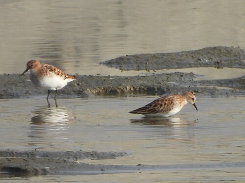 iNaturalist image
