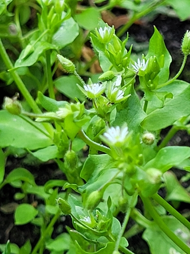 common chickweed