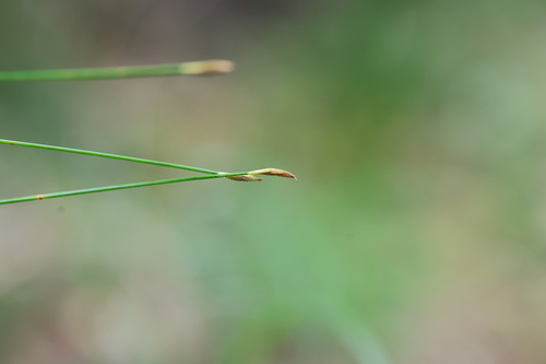 Trichophorum subcapitatum observed 2026-06-03