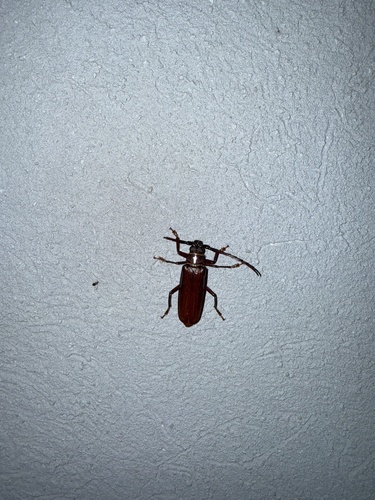 Brown Prionid