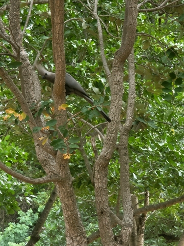 Grey Go-away-bird