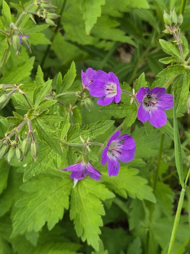 wood crane's-bill