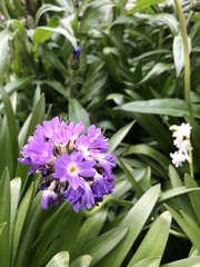 Primula denticulata