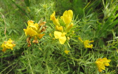 Chamaecytisus austriacus