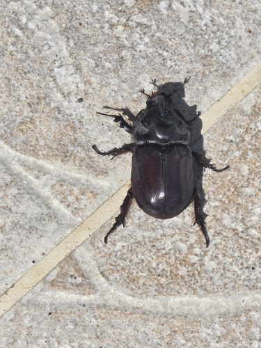 Greek rhinoceros beetle