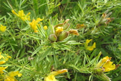 Chamaecytisus austriacus