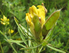 Chamaecytisus austriacus