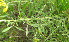 Chamaecytisus austriacus