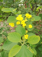 Cordia lutea
