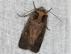 Proteuxoa hydraecioides