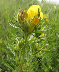 Chamaecytisus austriacus