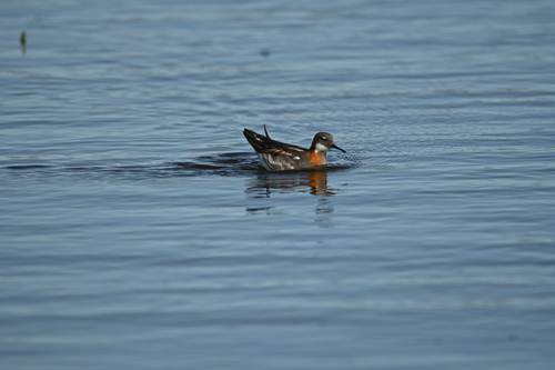 iNaturalist image