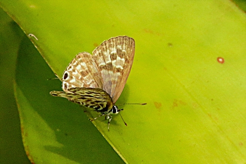 Common Zebra Blue Complex