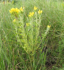 Chamaecytisus austriacus
