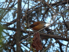 Cantorchilus longirostris