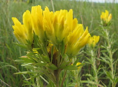 Chamaecytisus austriacus