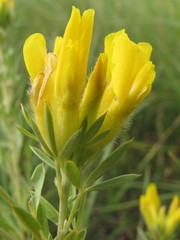 Chamaecytisus austriacus