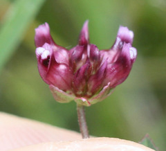 Trifolium depauperatum