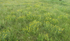 Chamaecytisus austriacus