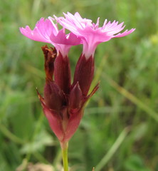 Dianthus andrzejowskianus