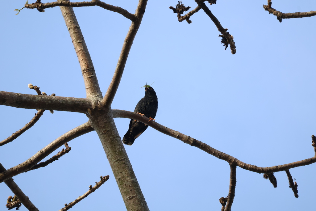 Acridotheres cristatellus cristatellus