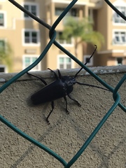 Solenoptera