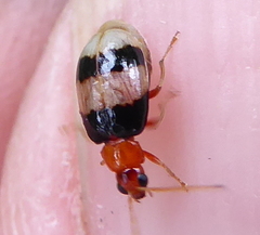 Monolepta melanogaster