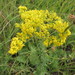 Lady's Bedstraw - Photo (c) Degtyarev Nikolai Ivanovich, some rights reserved (CC BY-NC), uploaded by Degtyarev Nikolai Ivanovich