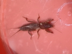 Neocurtilla