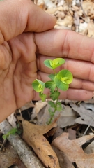Euphorbia commutata