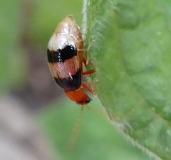 Monolepta melanogaster