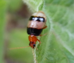 Monolepta melanogaster