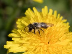 Andrena cineraria