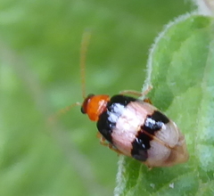 Monolepta melanogaster