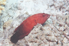 Cephalopholis nigripinnis