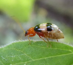 Monolepta melanogaster