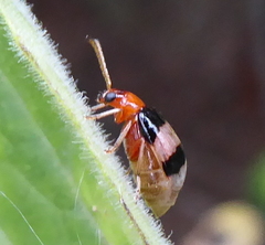 Monolepta melanogaster